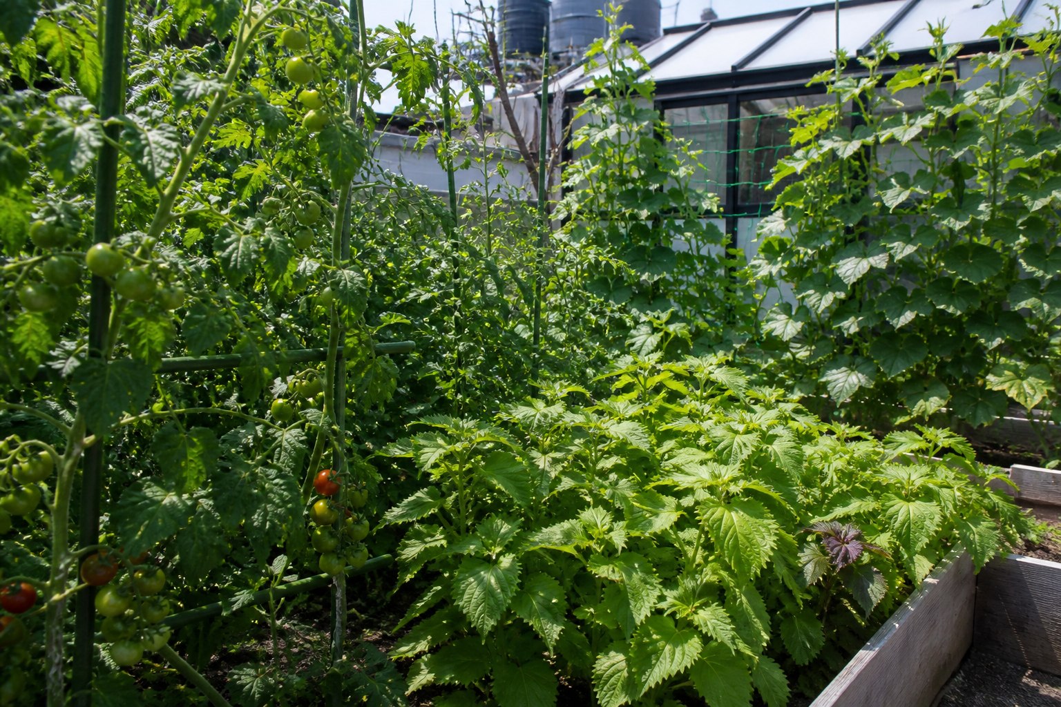葉が茂る夏の野菜畑